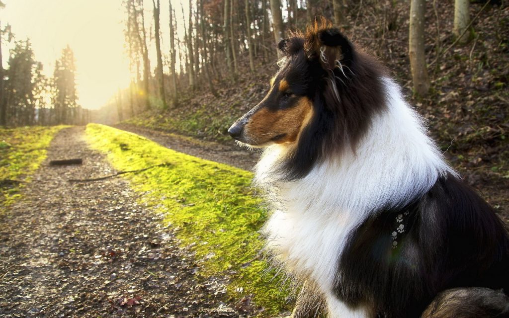 Wie Sie Ihren Hund vor Hitze schützen: Praktische Tipps vom Tierarzt für einen sicheren und gesunden Sommer. Vermeiden Sie Überhitzung effektiv.