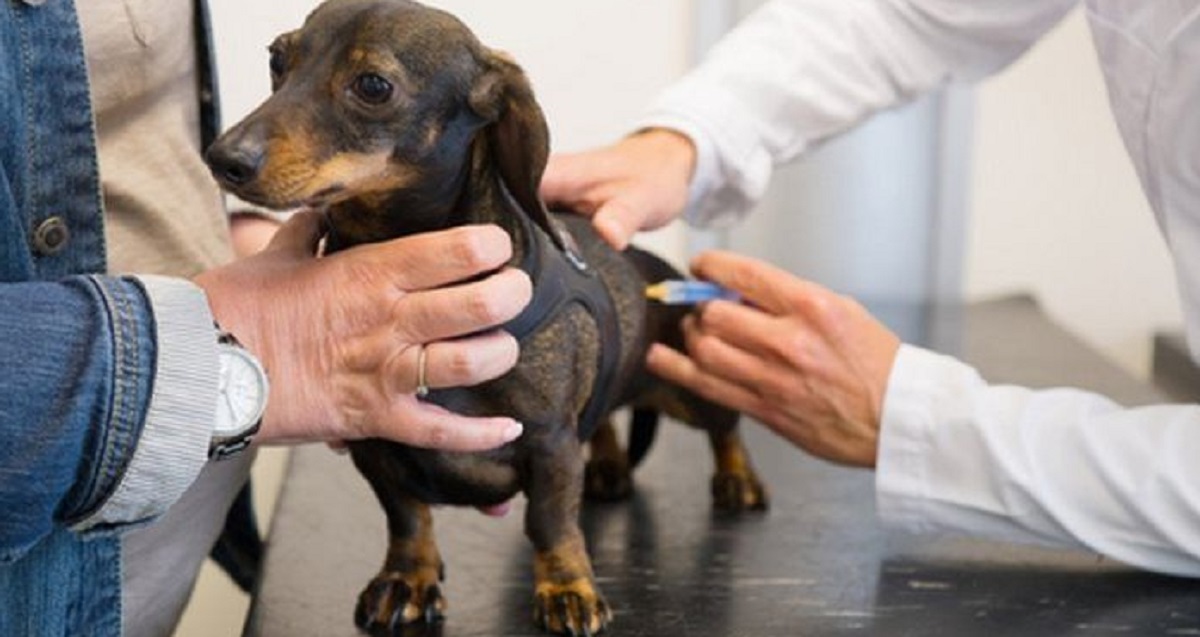 Erfahren Sie, welche Impfungen für Hunde unbedingt erforderlich sind, um ihre Gesundheit zu schützen und ihre Lebensdauer zu verlängern. Vollständige Liste mit Tierarztempfehlungen.