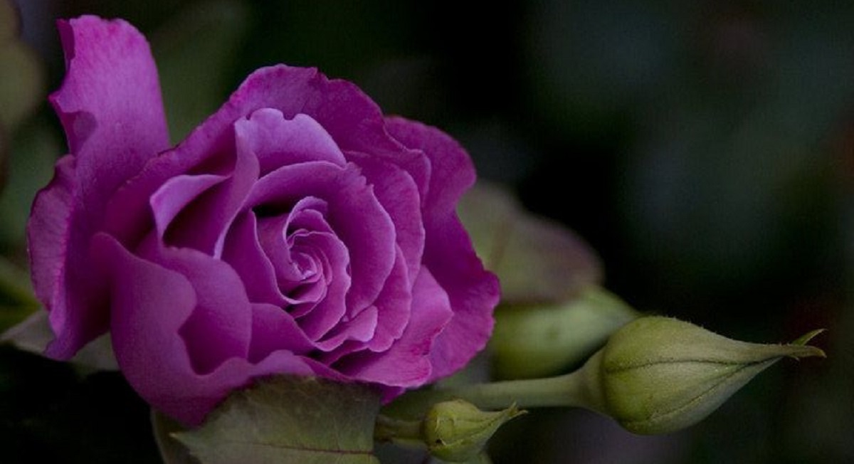 CRISPR-Rosen: Biotechnologie der Zukunft verändert die Welt der Blumen