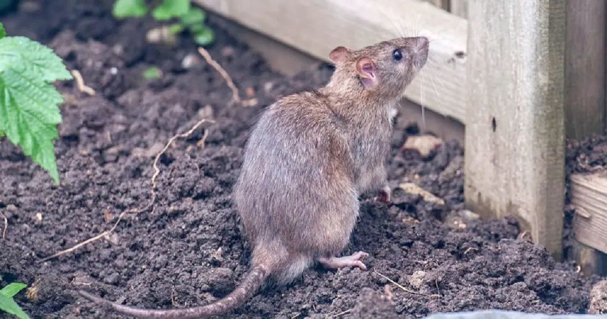 Was bedeutet es, von einer Ratte zu träumen: ausführliche Deutung und Symbolik