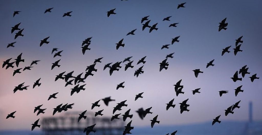 Erfahren Sie, was ein Traum von einem großen Vogelschwarm bedeutet: vollständige Deutung mit Symbolik, Emotionen und kulturellem Kontext.