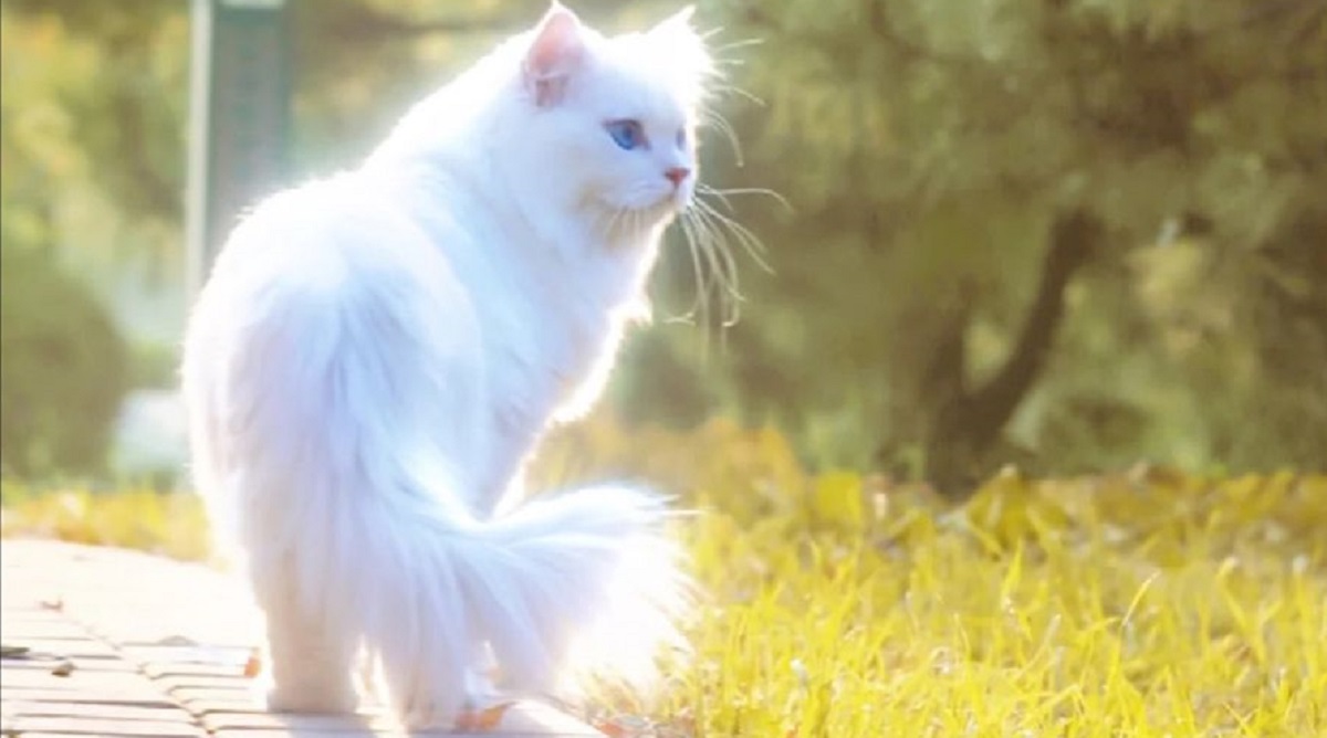 Was bedeutet es, wenn dir eine weiße, schnurrende und liebevolle Katze im Traum erscheint?