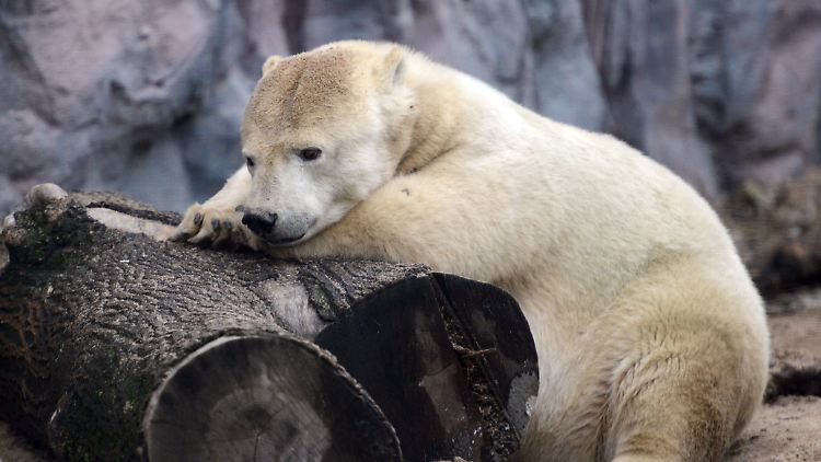 Der Zoo von Gelsenkirchen verabschiedet sich von der einzigartigen Eisbärin Antonija, die mit 36 Jahren starb und der ältesten Eisbärin im Zoo Europas wurde