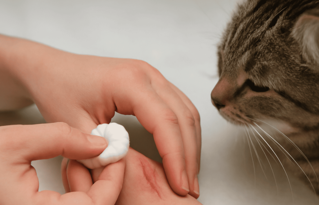 Erfahren Sie, wie man eine Wunde nach einem Biss oder Kratzer einer Katze richtig behandelt. Praktische Tipps zur Desinfektion und Heilung von Verletzungen durch Haustiere