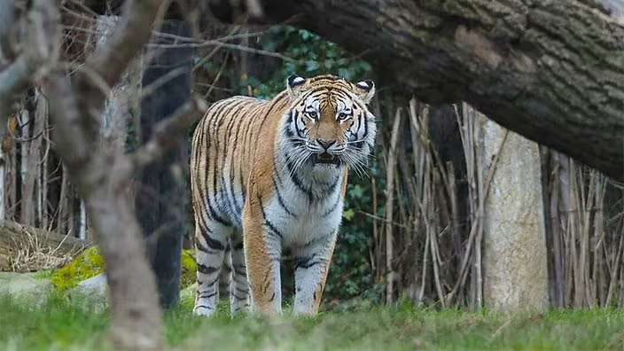 Im Zoo Leipzig wurden drei Amurtiger-Jungtiere eingeschläfert, nachdem Muttertier Yushka die Pflege einstellte. Die Leitung erklärt die Entscheidung.