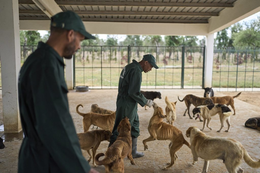 Marokko in Kritik wegen streunender Hunde vor WM 2030