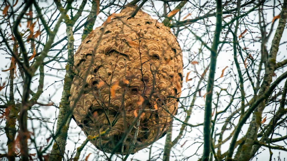 Riesiges Hornissennest in Ulm entdeckt In Ulm wurde ein gigantisches Nest der asiatischen Hornisse entdeckt. Experten warnen: Bis zu 500 Königinnen könnten daraus schlüpfen.