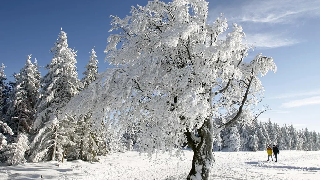 Meteorologen warnen: Ein schwacher Polarwirbel könnte Deutschland einen der kältesten Winter seit Jahrzehnten bringen – mit Frost, Schnee und La-Niña-Einfluss.