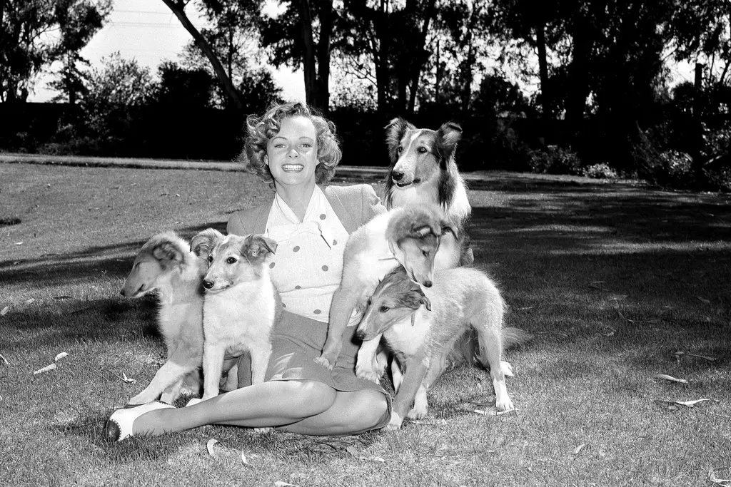 June Lockhart ist tot: Fernsehmutter aus „Lassie“ stirbt mit 100 Jahren Die US-Schauspielerin June Lockhart, bekannt aus „Lassie“ und „Lost in Space“, ist im Alter von 100 Jahren in Santa Monica gestorben.