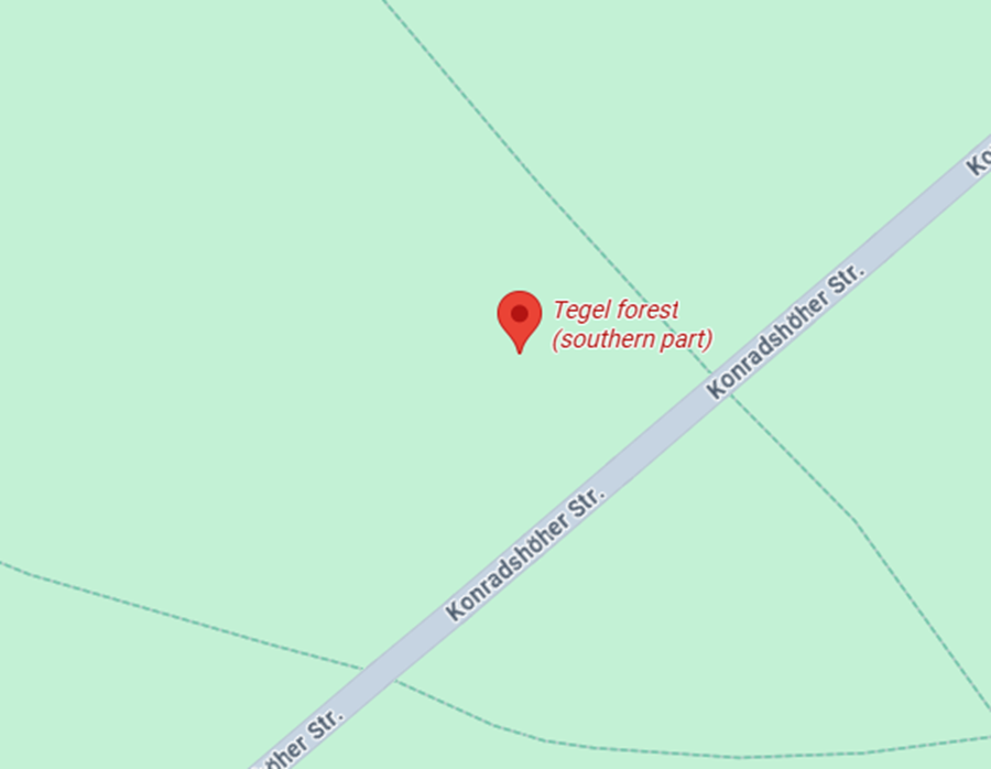 Pilzorte Berlin 2025: Wo sammeln und was man wissen sollte