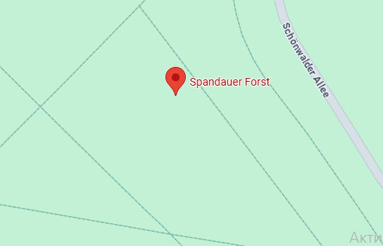 Pilzorte Berlin 2025: Wo sammeln und was man wissen sollte