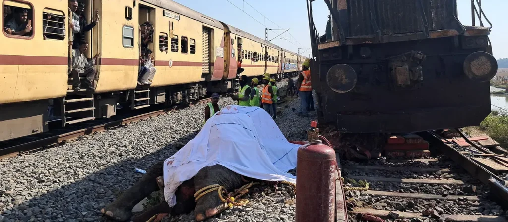 In Assam kollidierte ein Expresszug mit Elefanten: Sieben Tiere starben, Passagiere blieben unverletzt, der Bahnverkehr wurde gestoppt