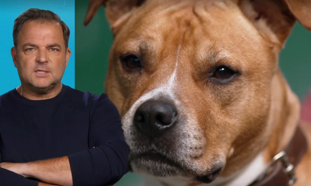 Jeronimo sucht ein Zuhause: Der Fall im RTL-Format Hundetrainer Martin Rütter reagiert deutlich auf die Beschlagnahmung eines American Staffordshire Terriers ohne gültige Haltegenehmigung.