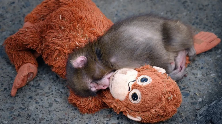 Ein Makake namens Punch: Einsamer Makake im japanischen Zoo wird zur Netz-Sensation Im Zoo von Ichikawa bei Tokio wurde der sieben Monate alte Makake Punch nach der Ablehnung durch seine Mutter zum Internet-Star.
