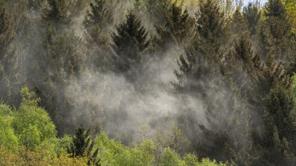 Aktuelles Pollenaufkommen in Wilhelmshaven am 23. März 2026 Pollenaufkommen in Wilhelmshaven am 23. März 2026: Aktive Arten — Erle, Birke, Hasel, Esche. Wetterbedingungen beeinflussen die Allergenkonzentration