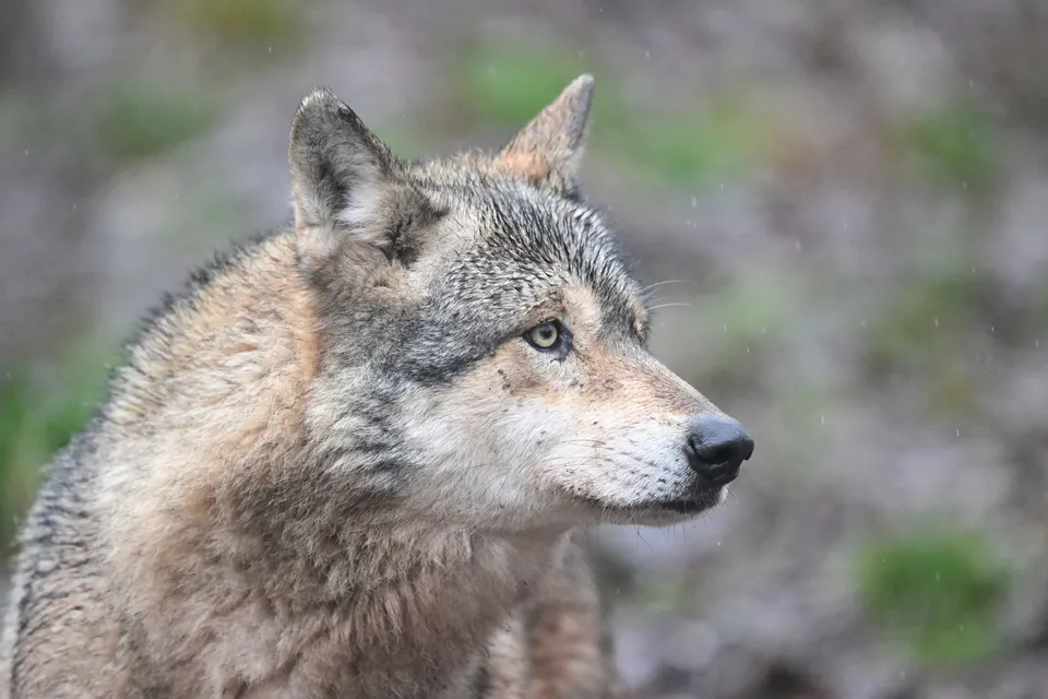 Wolf beißt Frau in Hamburg: erster Fall seit 1998 In Hamburg biss ein Wolf eine Frau – erster Angriff in Deutschland seit 1998. Was über den Vorfall bekannt ist und warum das Tier in die Stadt kam.
