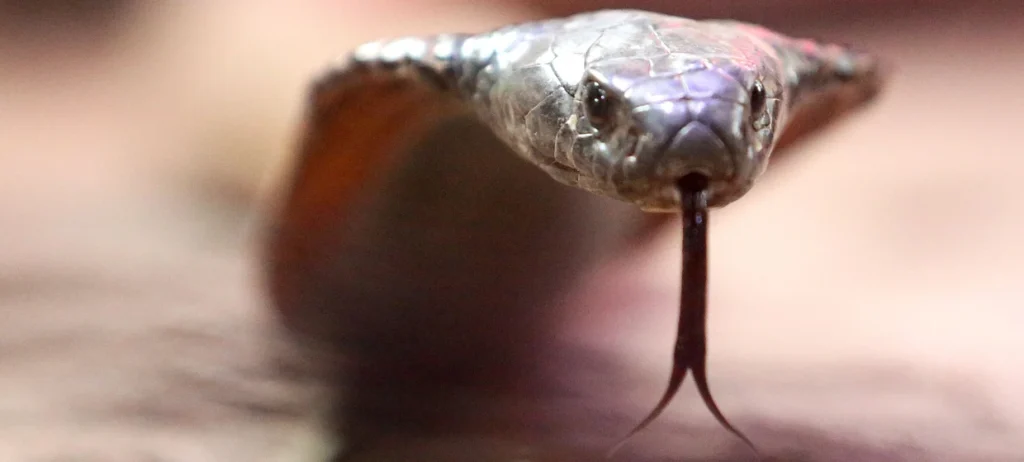 Deutscher Tourist stirbt in Ägypten nach einem Schlangenbiss während einer Hotelshow in Hurghada. Behörden in Deutschland und Ägypten ermitteln.