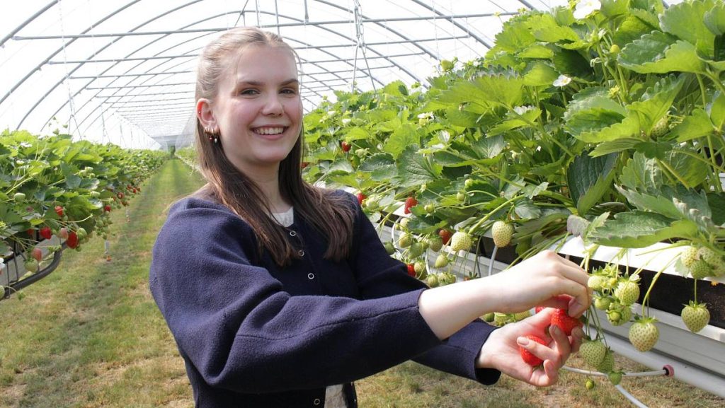 Landwirte erklären, wie Erdbeeren richtig gepflückt werden, welche Regeln auf Selbstpflückfeldern gelten und wie viel die Ernte 2026 kostet.