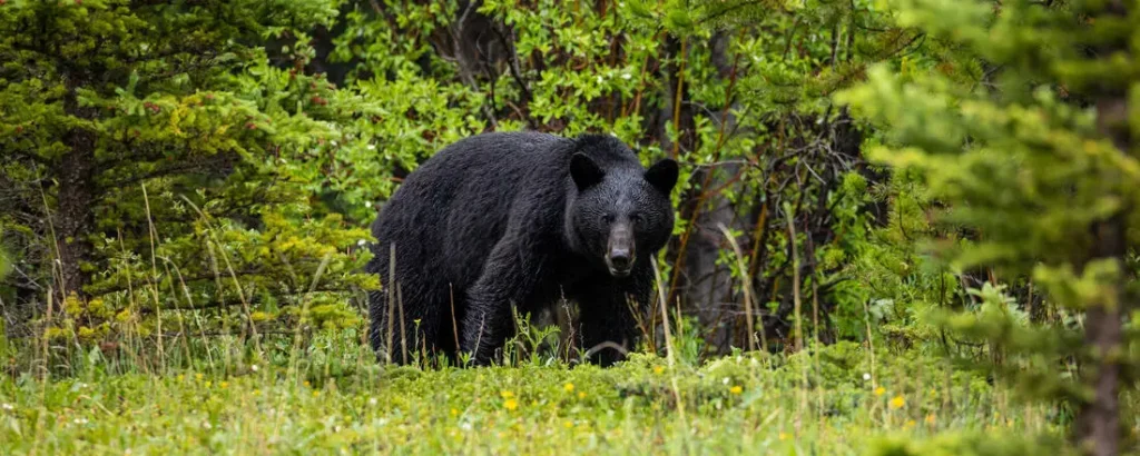 Schwarzbär tötet Ehepaar beim Angeln in Kanada: Tragödie an abgelegenem See In Kanada hat ein Schwarzbär ein Ehepaar beim Angeln am MacTavish Lake tödlich angegriffen. Die Polizei fand die Leichen nach einer Suchaktion.