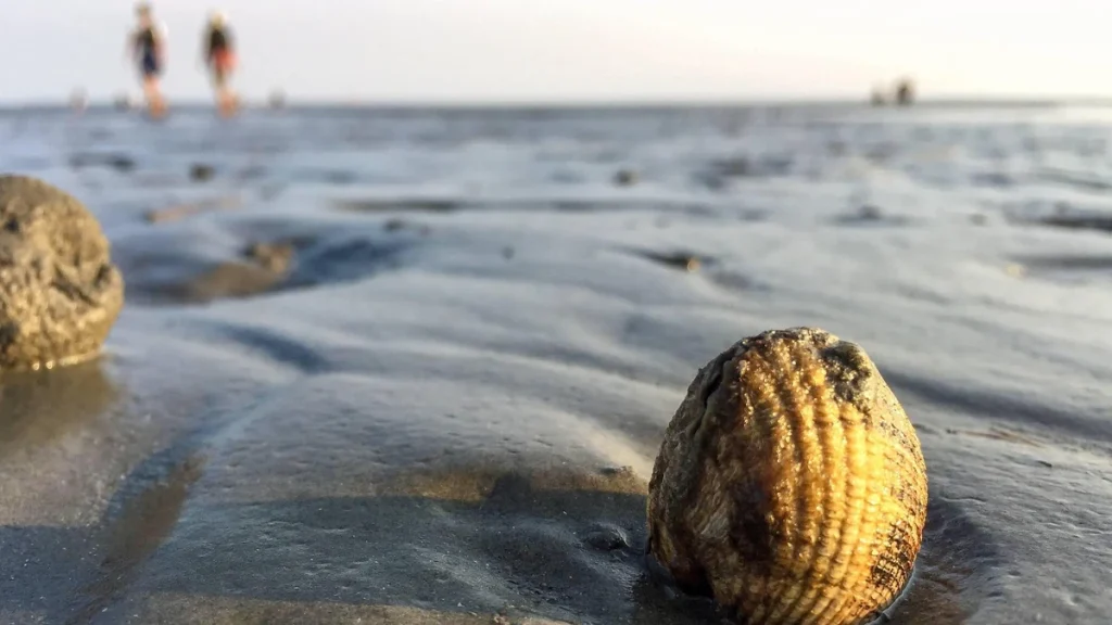 Tourist entdeckt im Watt bei Büsum einen gefährlichen Gegenstand aus dem Zweiten Weltkrieg. Spezialisten wurden zur Untersuchung des Fundes eingeschaltet.