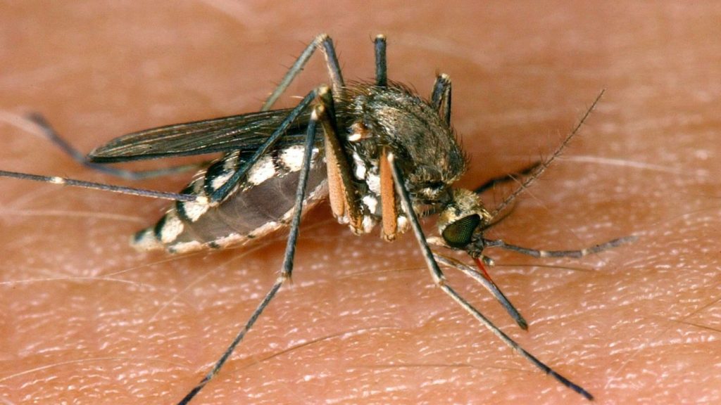 Seit Frühjahr 2026 wurden in Europa 1.569 Fälle des West-Nil-Virus registriert. Besonders betroffen sind Italien, Griechenland und Spanien.