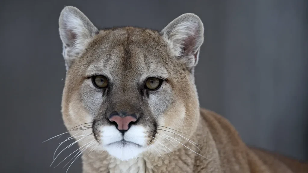 Nahe dem Flughafen München sucht die Polizei nach einer möglichen Raubkatze. Drohnen und Hubschrauber sind im Einsatz, Einwohner sollen vorsichtig sein.
