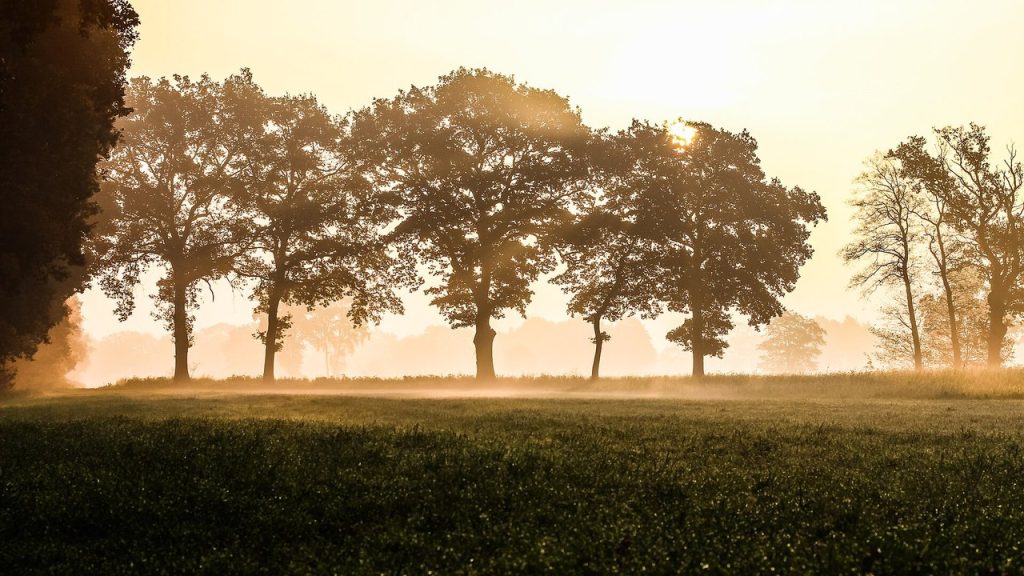 Morgennebel über einem Feld im Münsterland im Herbst