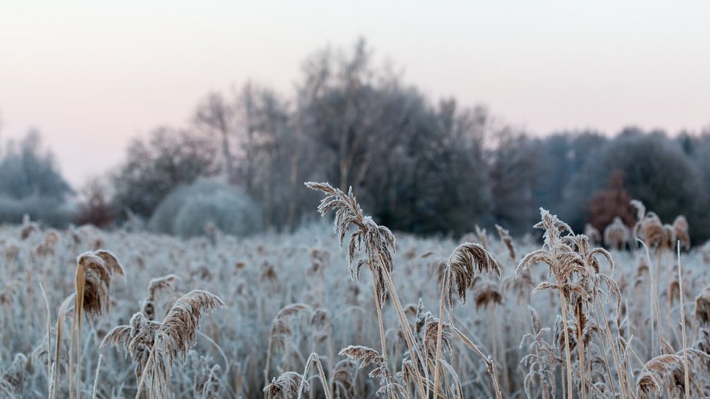 Raureif auf einem Schilffeld an einem kalten Herbstmorgen