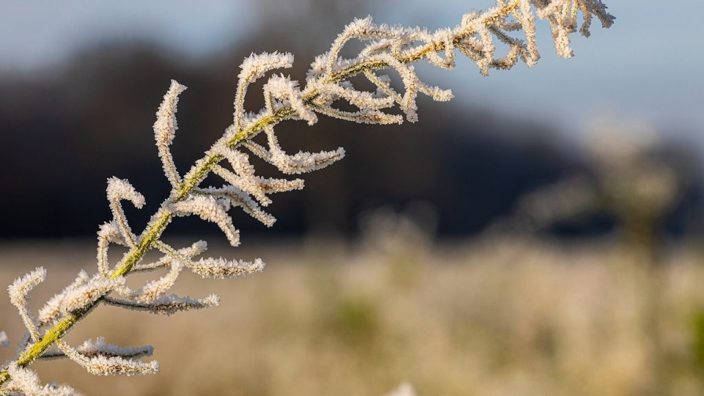 Raureif an einer Pflanze über einer frostigen Wiese am Morgen